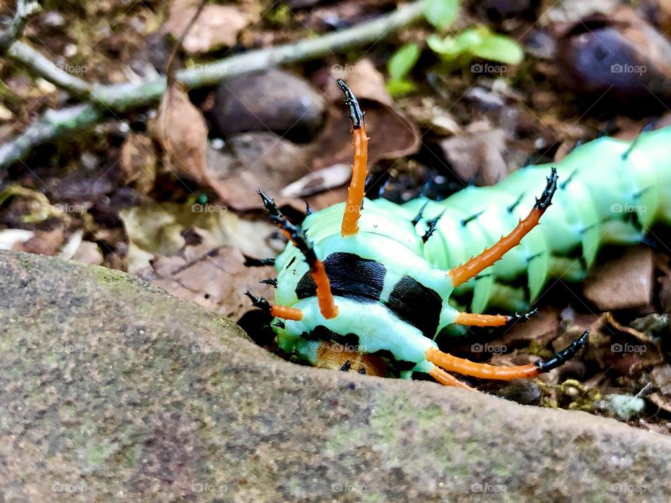 Closeup low angle view of hickory horned devil caterpillar. He had fed on leaves and descended the tree to cocoon in the leaf litter.