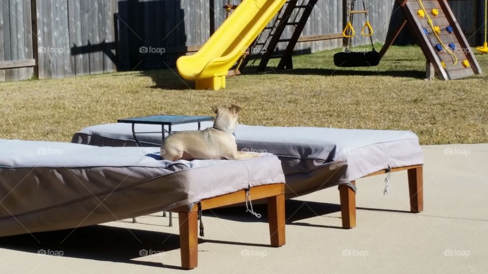 Enjoying the Sunshine. Chihuahua lounges in the sun
