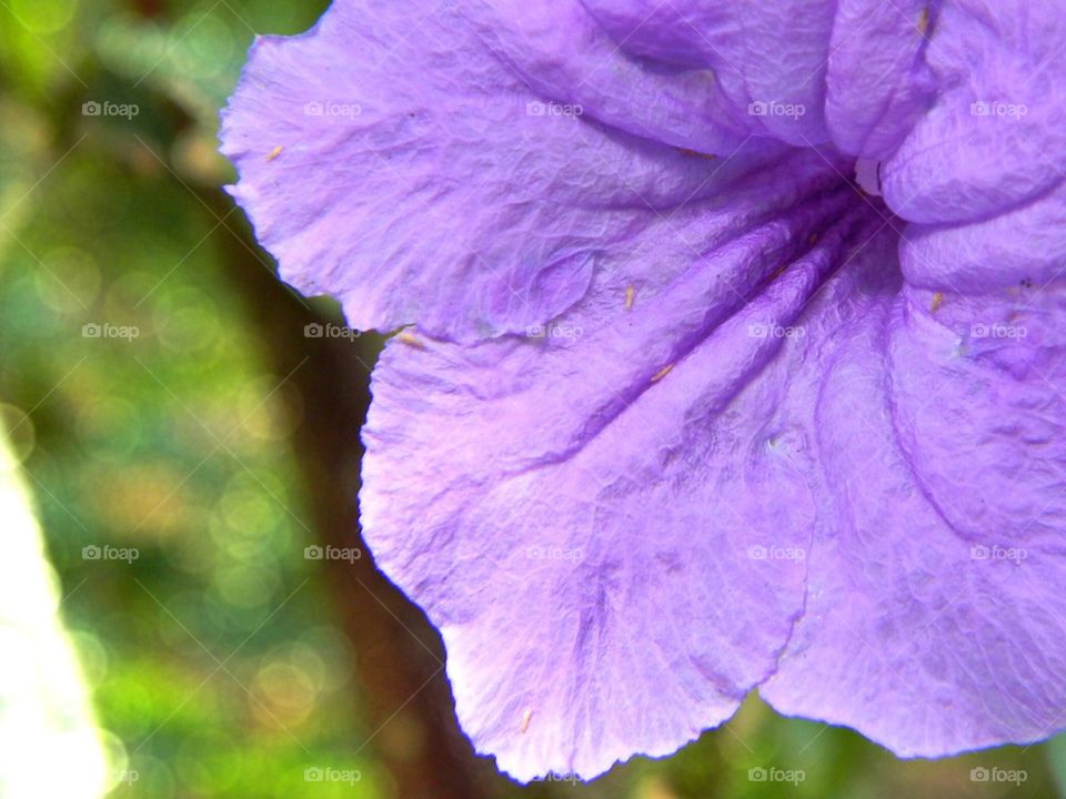 Purple Petals