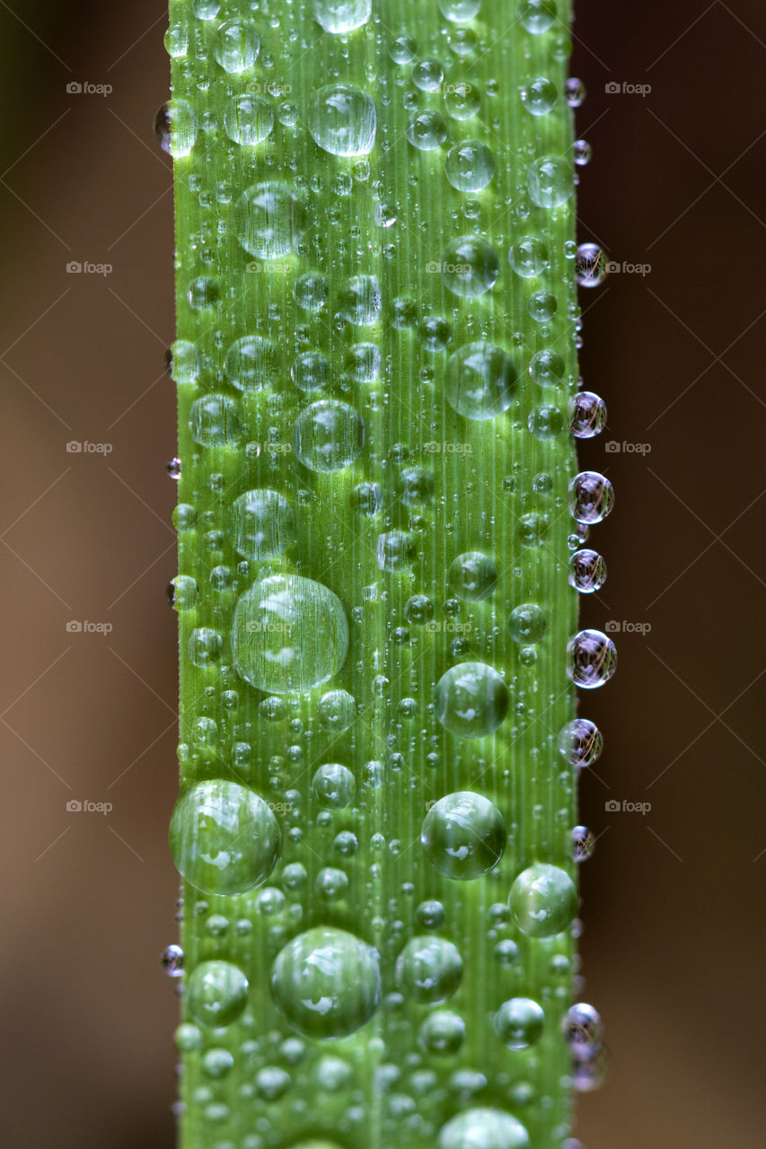 A macro photo of lots of water droplets on a blade of grass. it looks like a traffic jam on a highway.