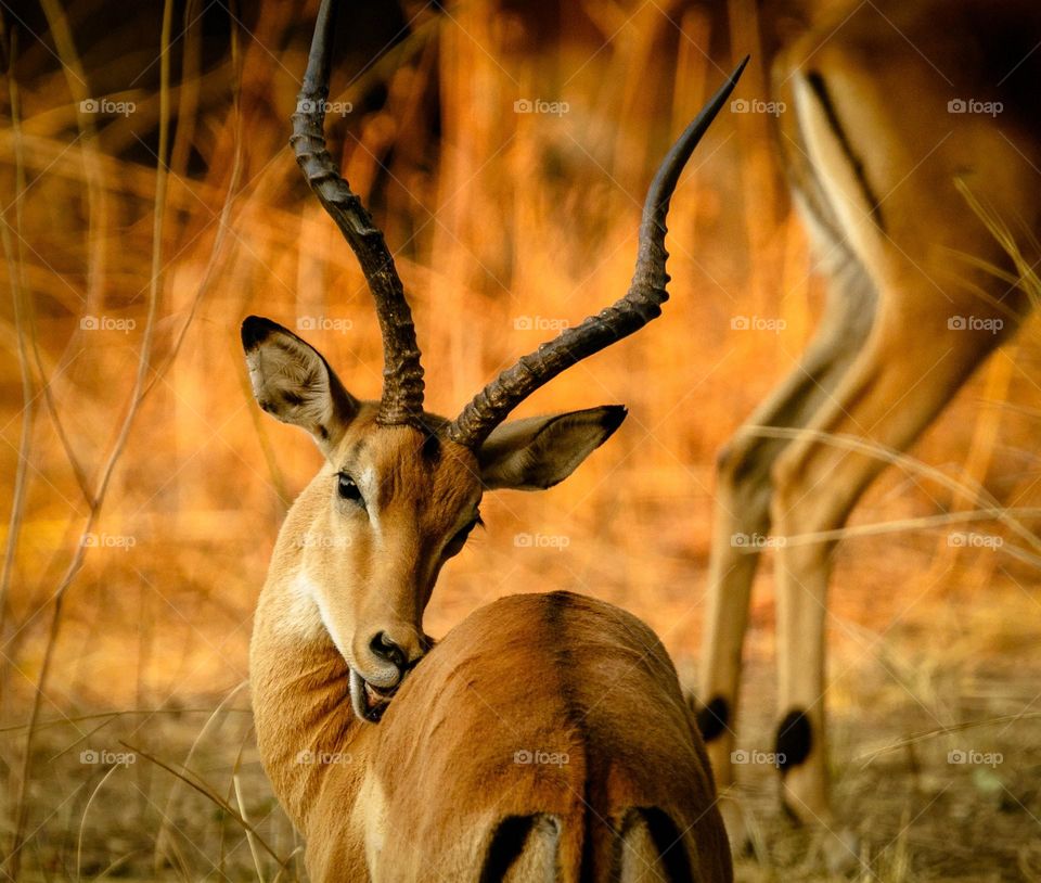 Antelope