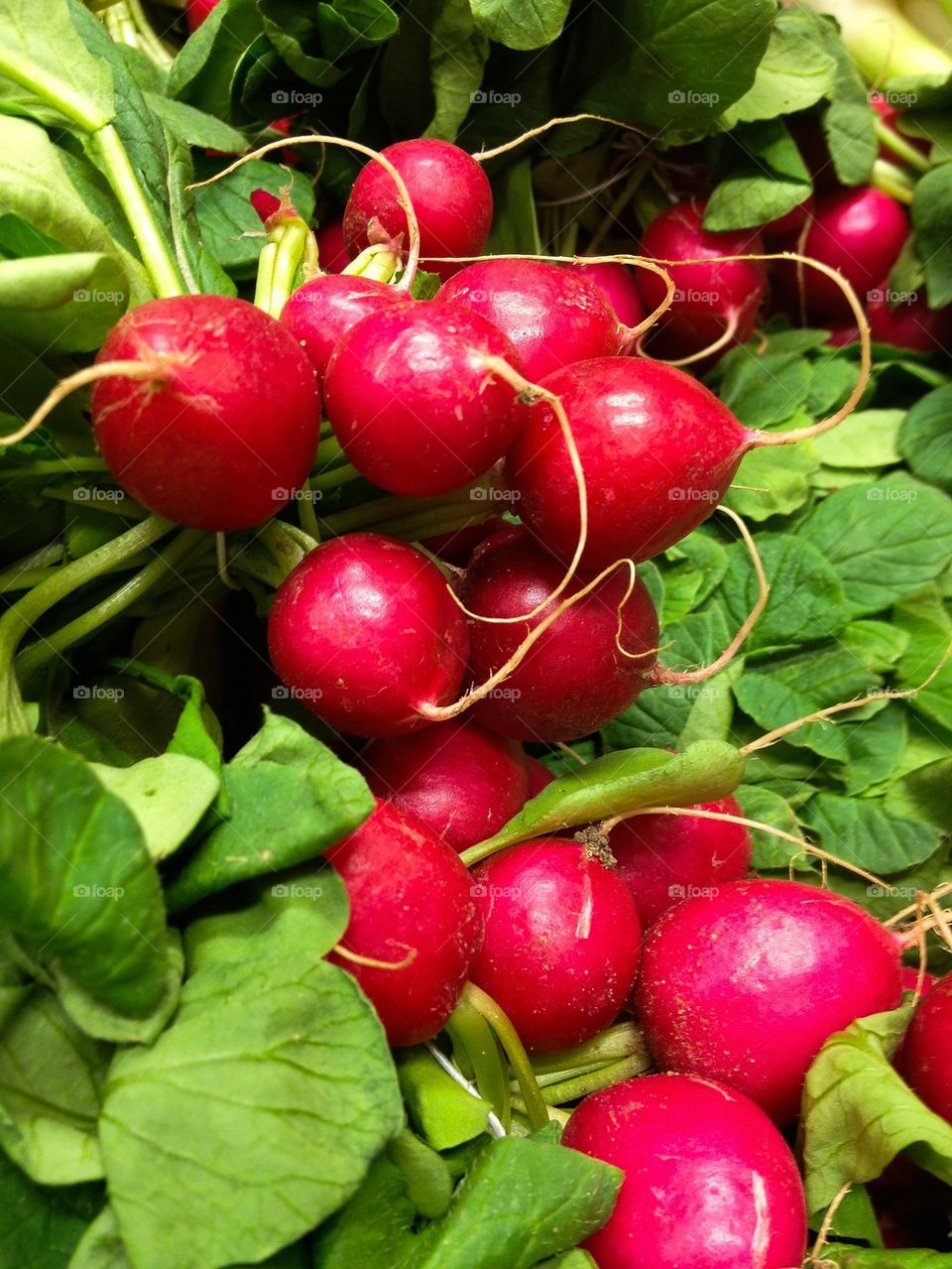 Close-up of radishes