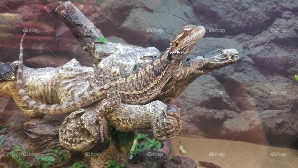 bearded dragon lizard basking in rock in reptile tank in side profile at pet store