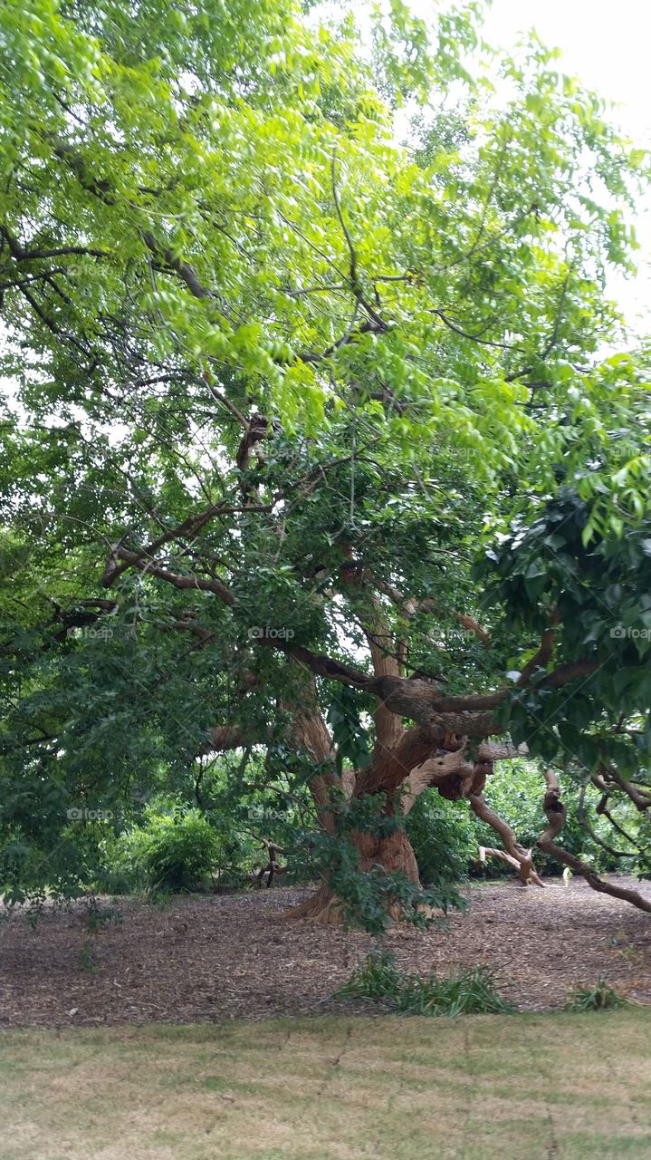 Landmark Hedge apple tree
