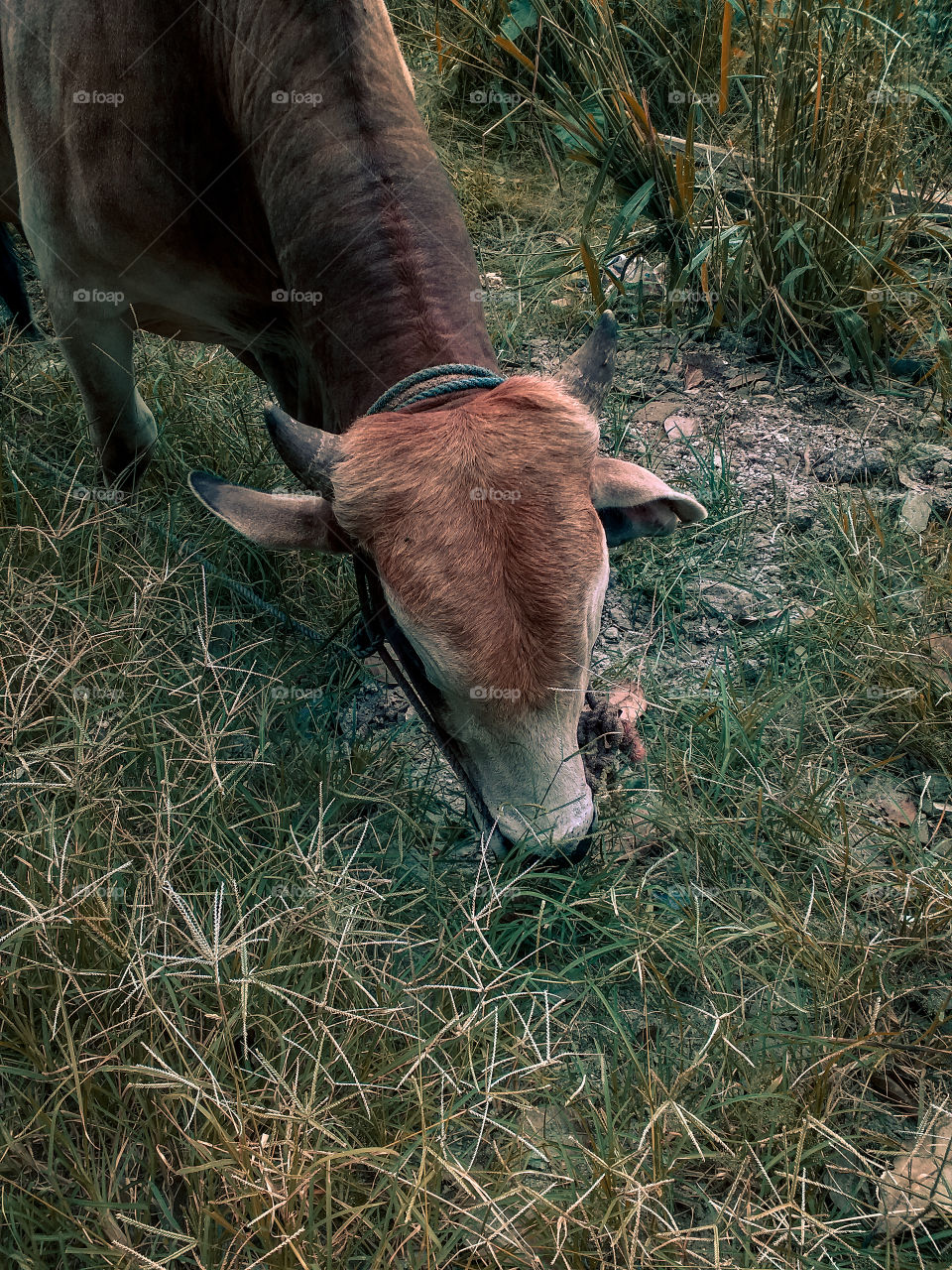 beautiful buffalo cow eating grass