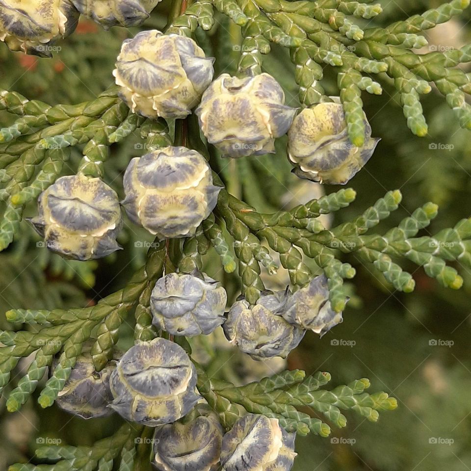 pine cones