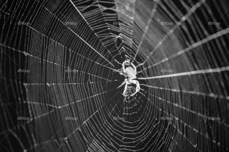 Spider Building A Web, Spider In It’s Web At Nighttime, Spider Web Closeup, Intricate Spider Web Design, Large Spider Outside, Monochrome Spider And Web, Black And White Detailed Photograph Of A Spider In A Web, Halloween Decor