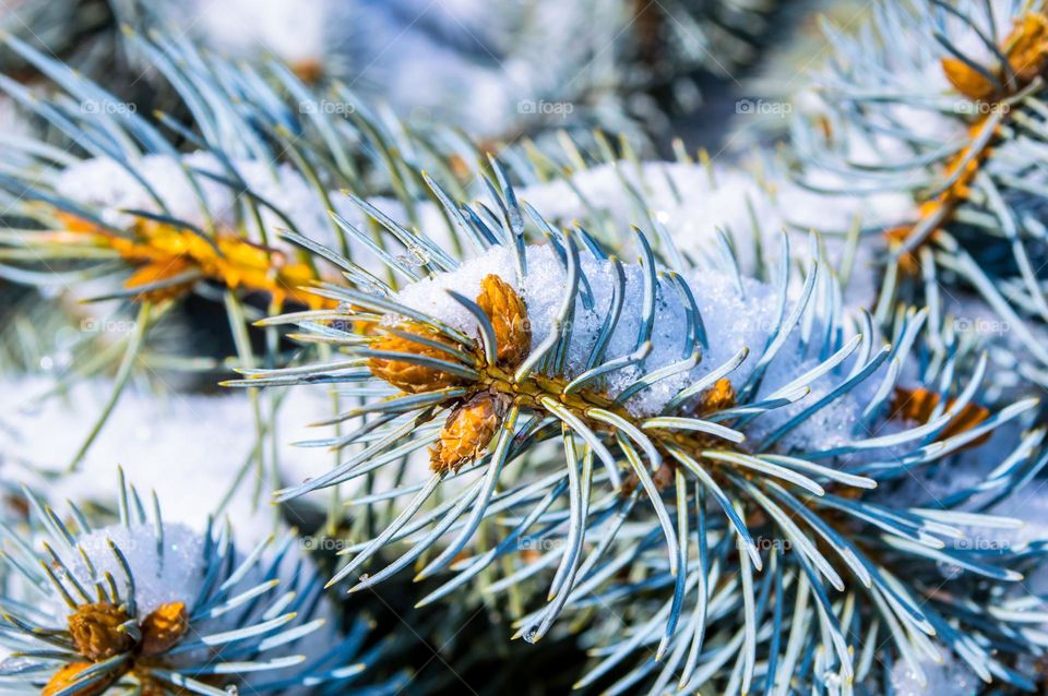 Blooming blue spruce.