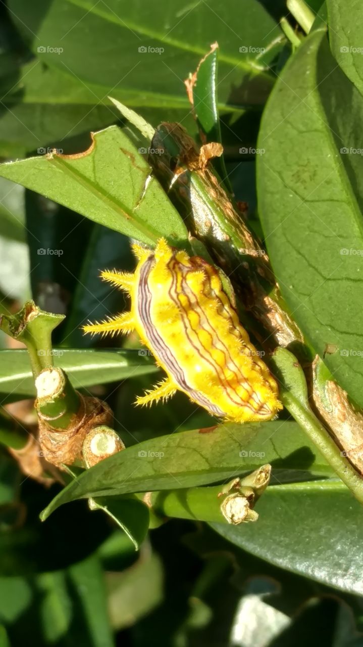 Insect, Nature, Leaf, No Person, Flora