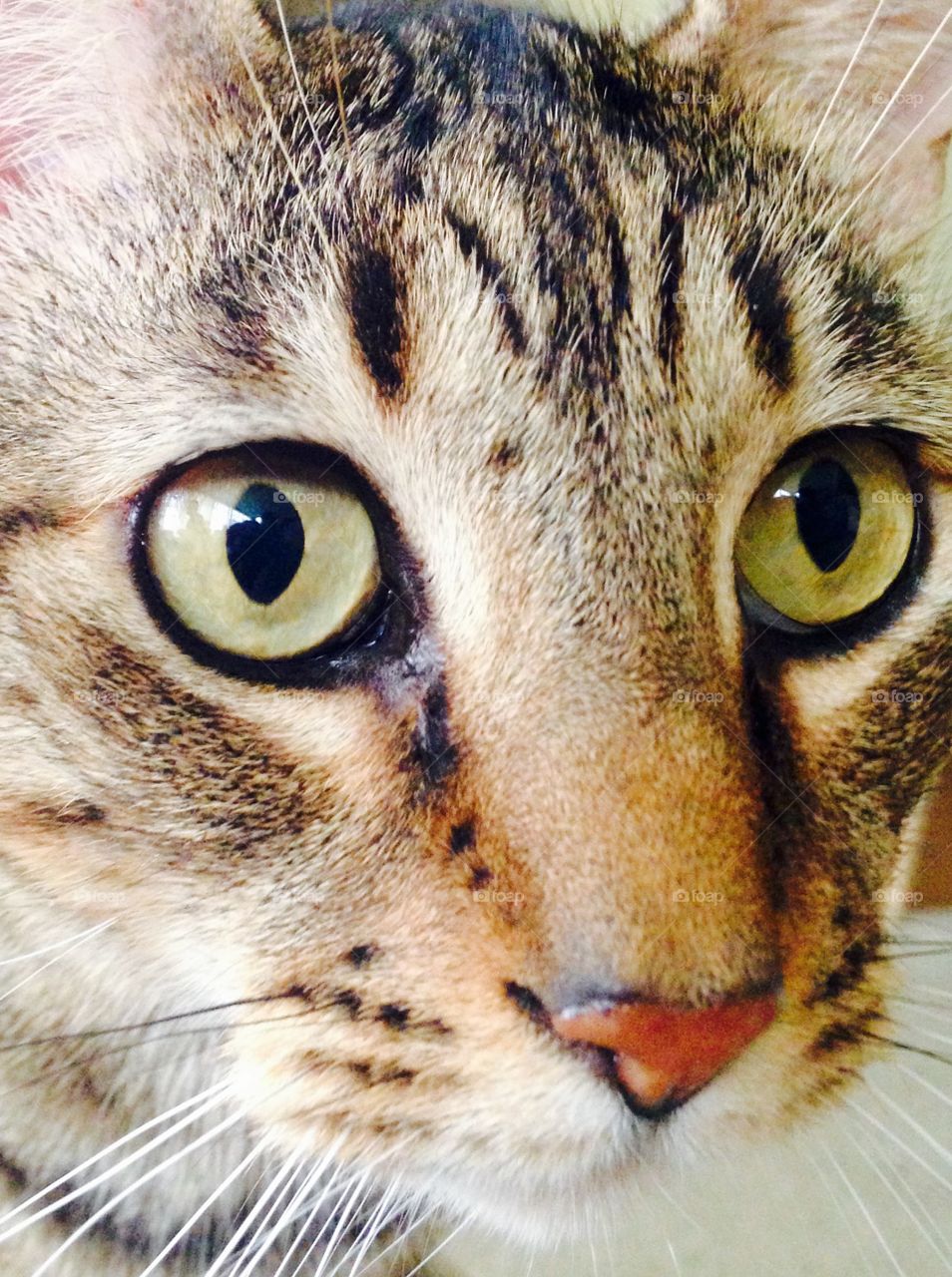 Calico cat beautiful eyes 