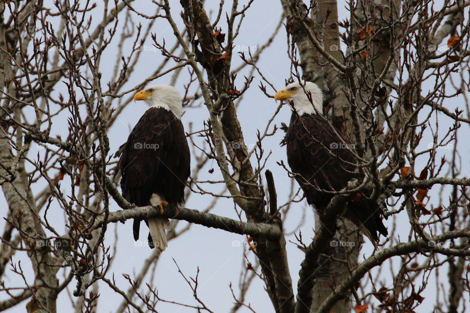 Two bald eagles look at same direction 