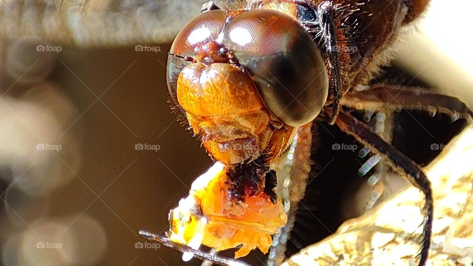 Dragonfly trying to eat an insect with its teeth, scary dragonfly, scary insects, scary
