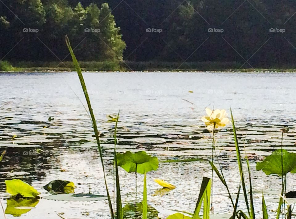 Water flower 