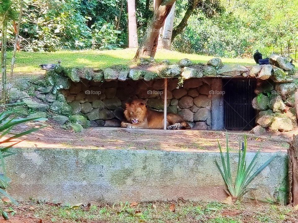 grass entrance city scene parrot graphic feed colorful beautiful little trip activity savannah fur tourism farm holiday childhood monkey funny natural cage zebra garden fauna toddler lion tiger pet baby tree animals bird forest elephant vacation char