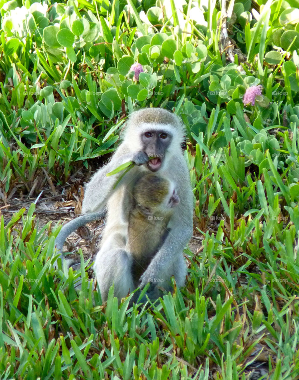 animals kenya monkeys baby by trvldeb07