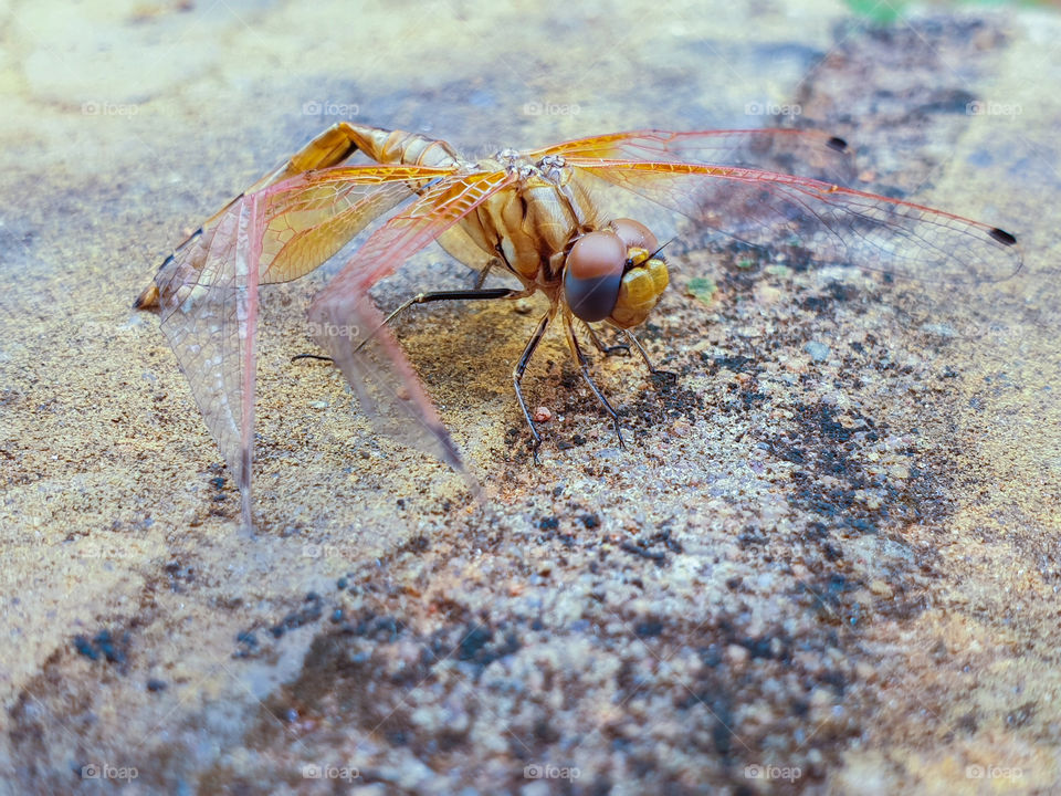 dragon fly that got wet
