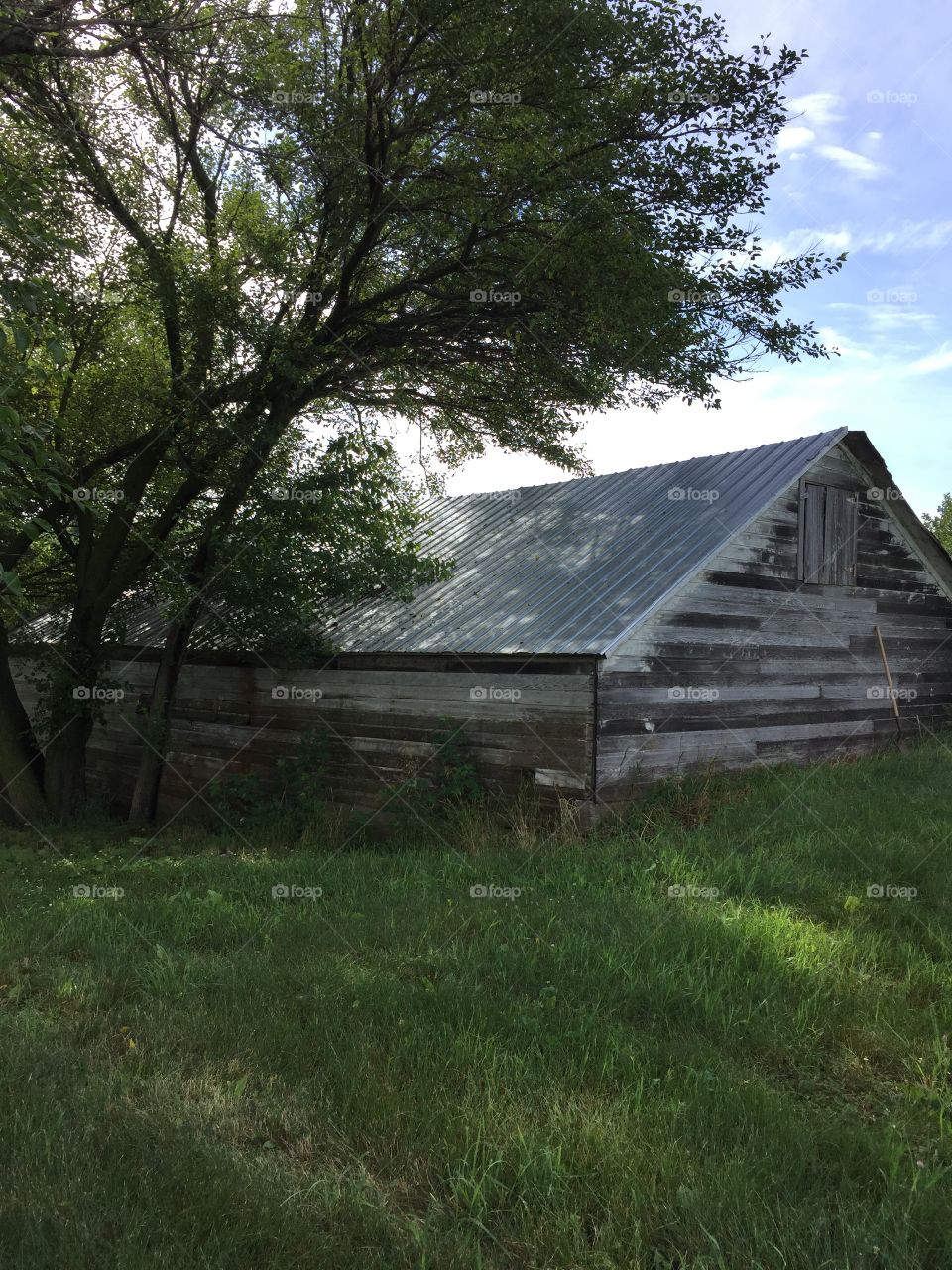 Cattle Shed