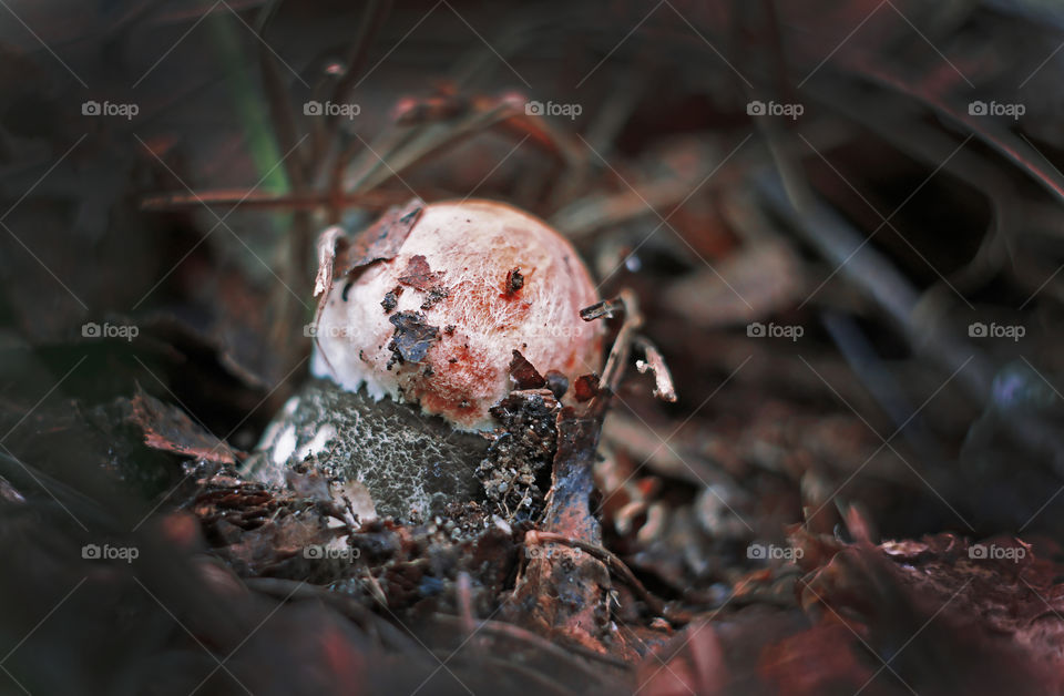 tiny mushroom in the large forest