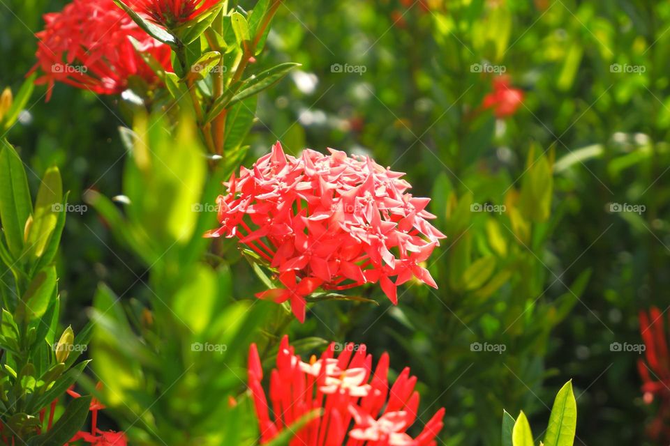 The red Ixora flower tree looks like a bush with a green leaf background. If you look closely, there is a spider web between the two flowers.