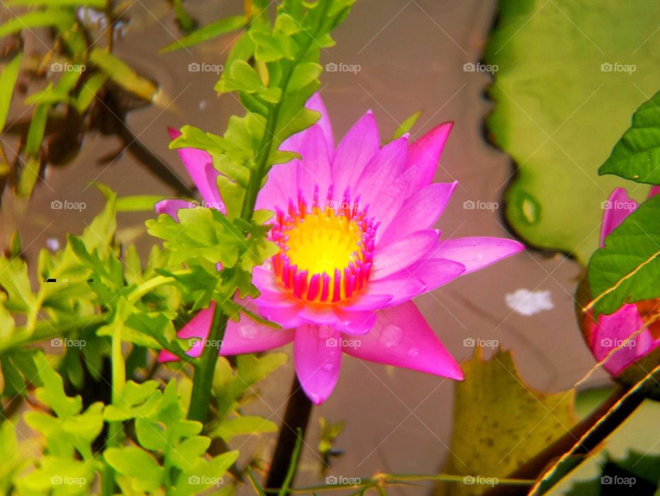 Magenta colour water lilly flower of 2023