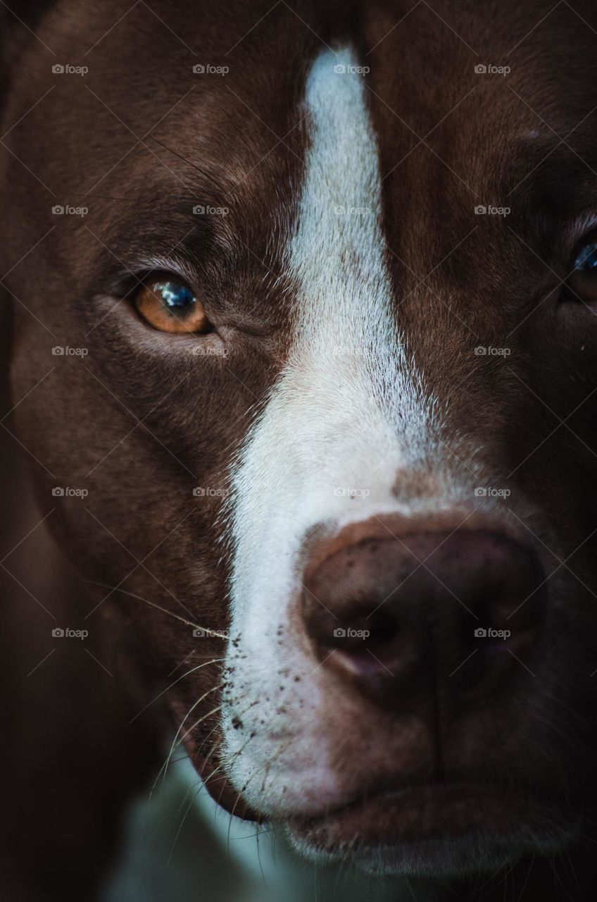 Beautiful Brown and White Pitbull