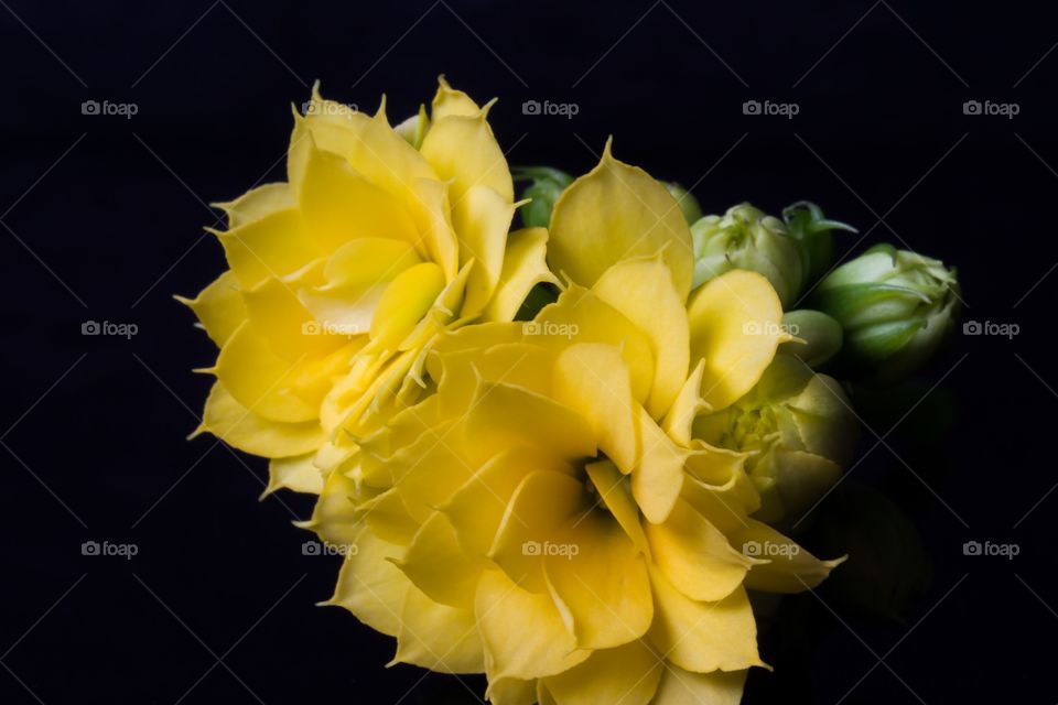 Close-up of yellow flower