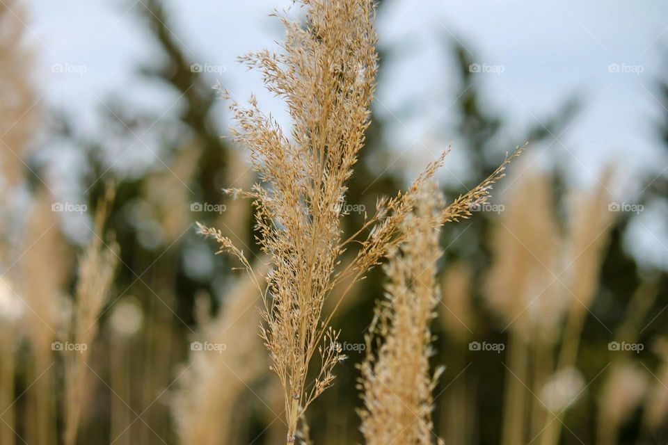 Marsh at a wildlife refuge.