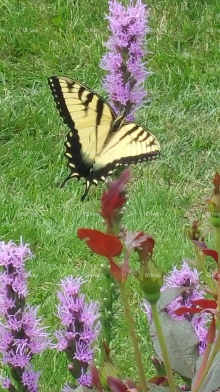 swallowtail butterfly. butterfly likes these purple flowers