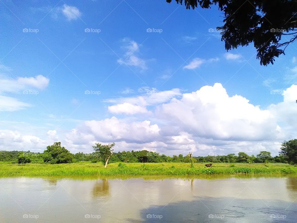 bright sunshine pouring on to the Eye soothing paddy fields  surrounded by the forests and the lake.. What a wonderful day to rejoice and enjoy
