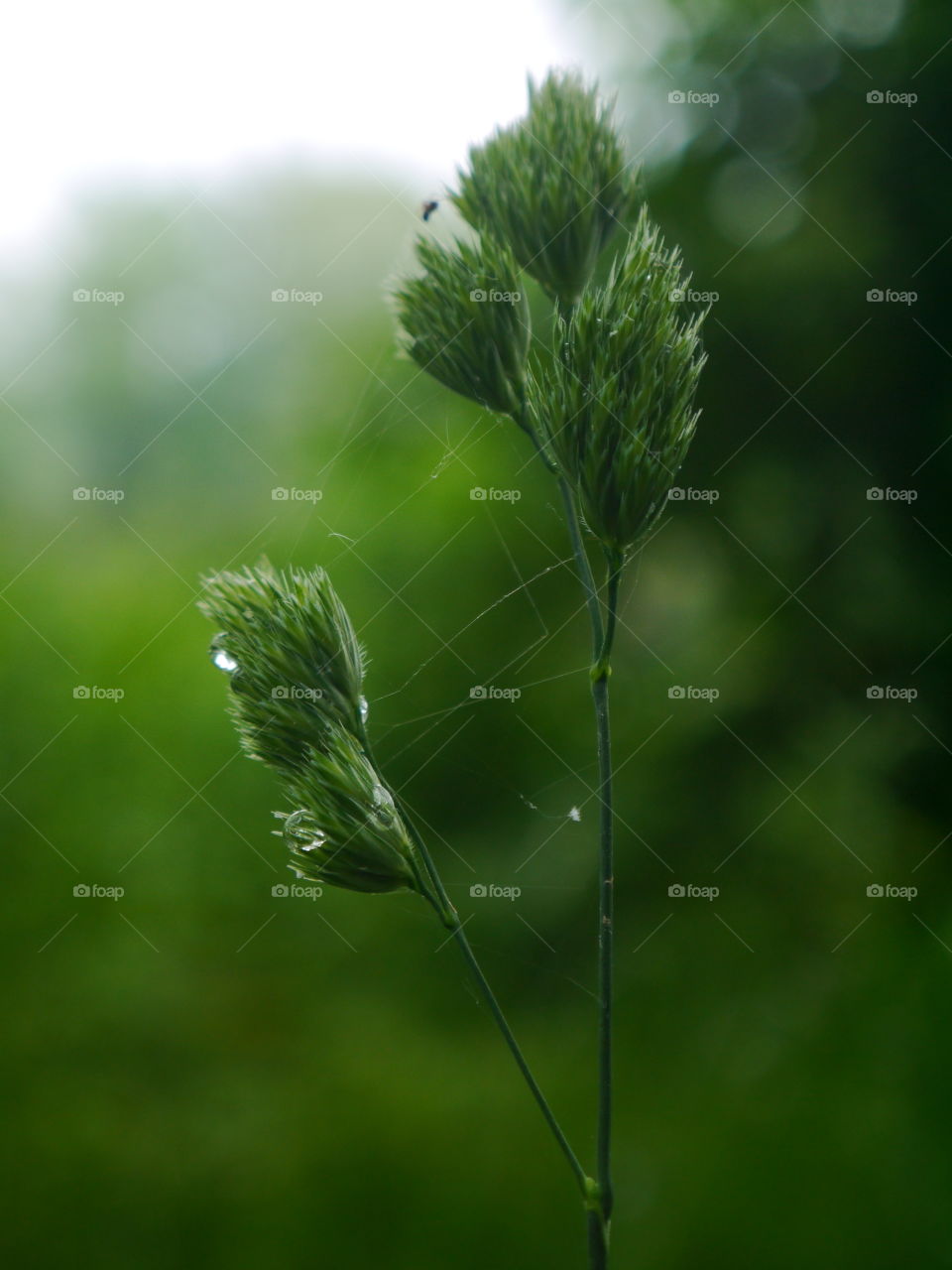 Close-up of plant with spider web