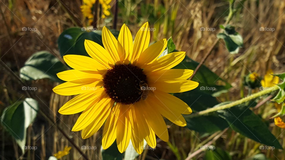 Sunflower