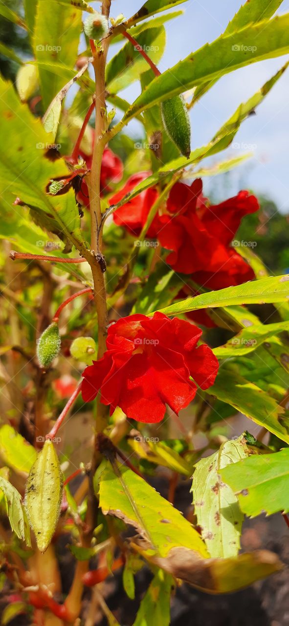 Beautiful Red Flowers