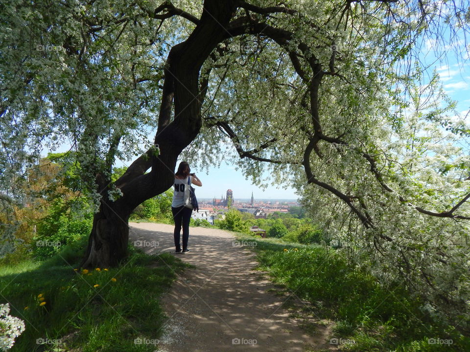 Blooming with white flowers tree growing in view point in Gdansk