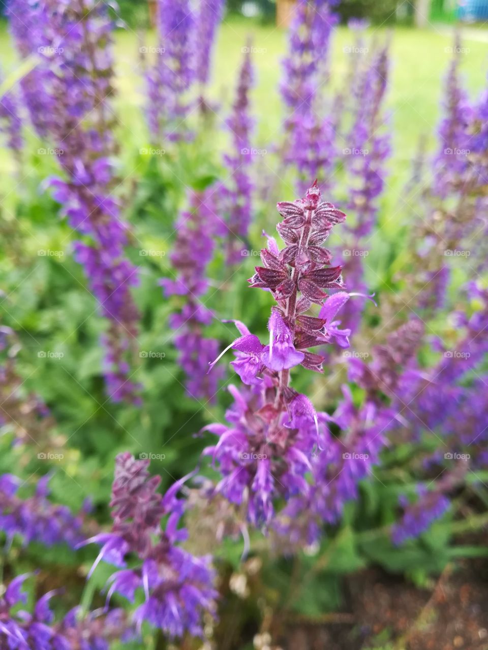 Purple flower blooming on field