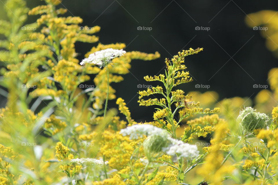 Fall Glory,  goldenrod and queen Anne's lace shining bright, the beauty of wildflowers