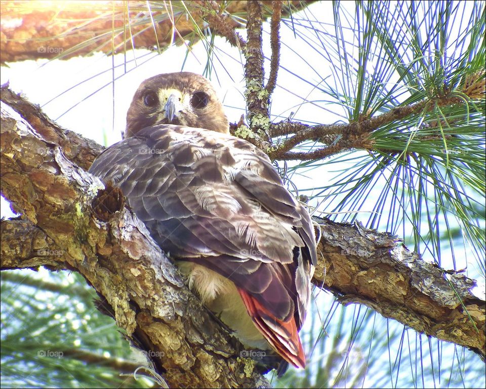 Baby hawk in the sun