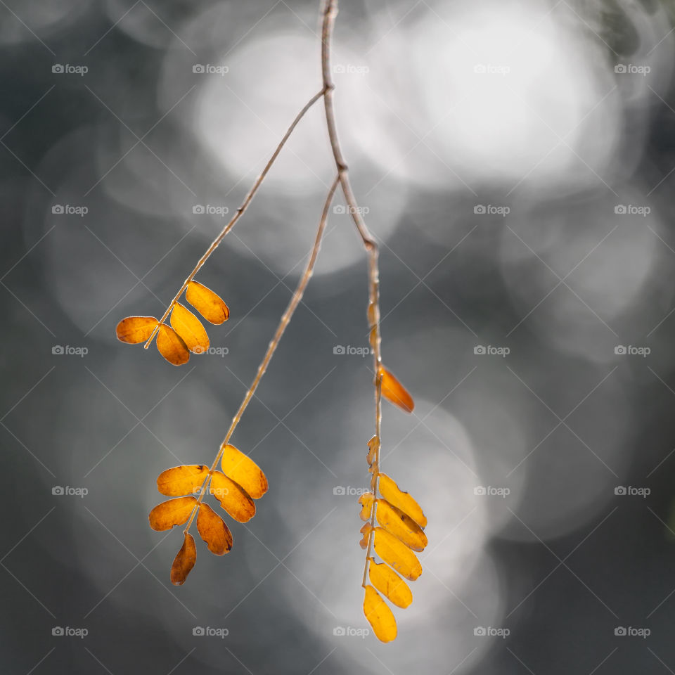 Moods of autumn. Golden leaves branch against bokeh background.