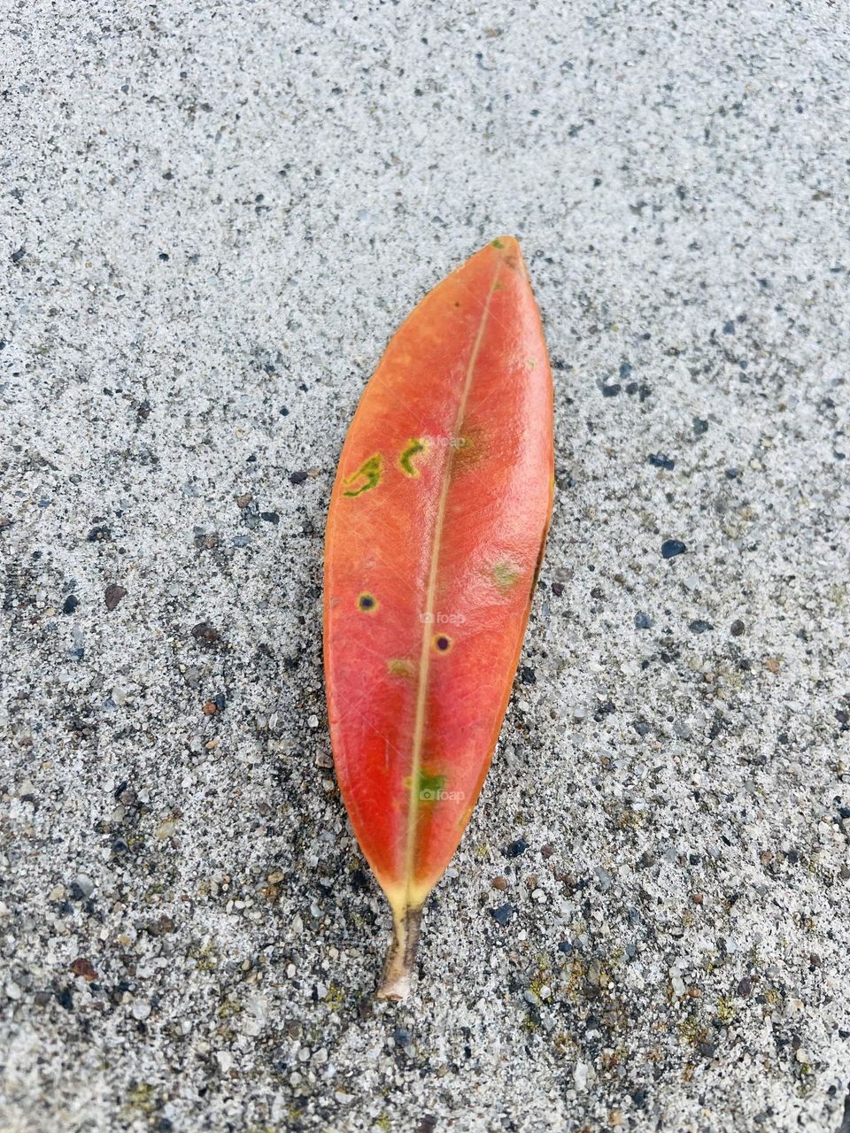 Leaf