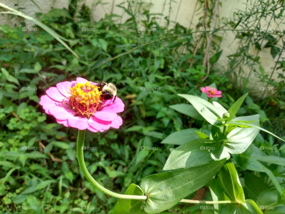 Bee on Zinnia flower