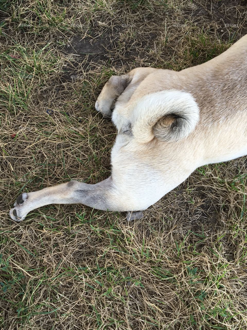 Relaxed pug