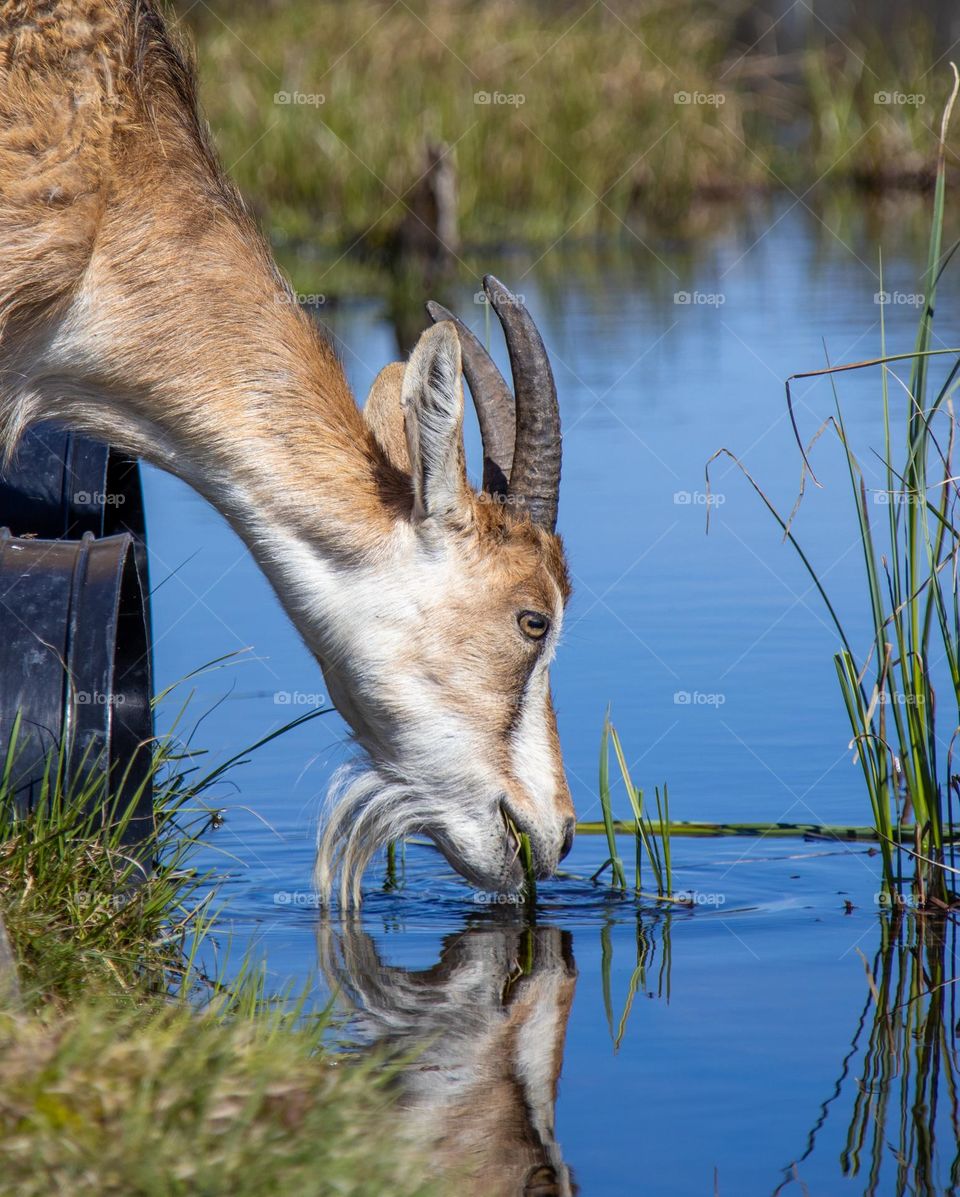 The Goats in the Park. They ære all around it, walks in and out. They got thirsty Sometimes.