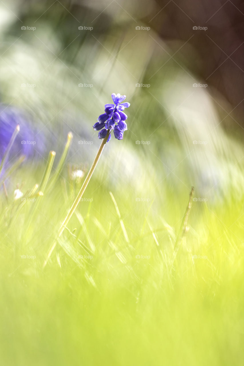 A colorful portrait of a blue grape hyacinth standing in a grass lawn. the focus is only on the flower part. the rest is blurred out, there are even other geape hyacinths in the back which get caught in the bokeh