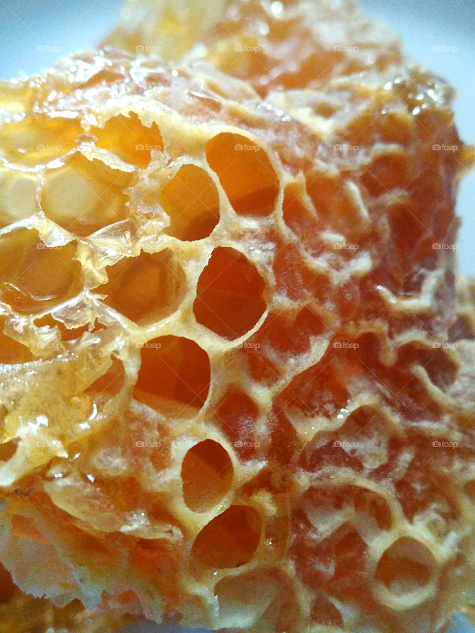 close up of honey cell texture