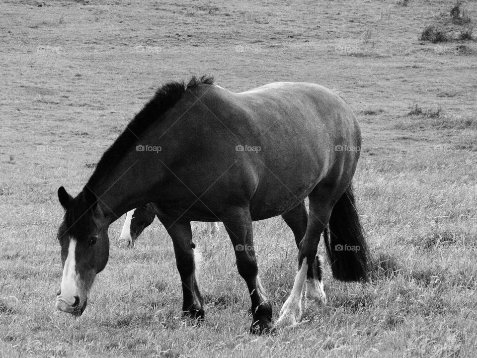 Moody horse grazing