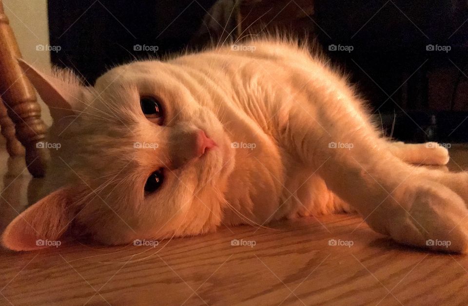 Kitty resting in front of the heater 