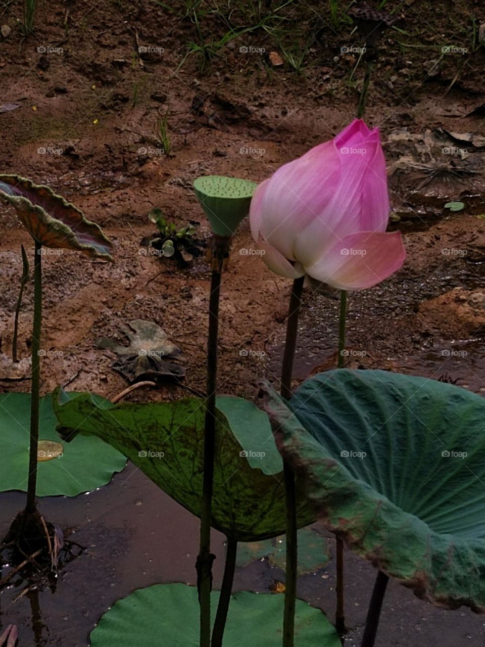 Lotus flower.