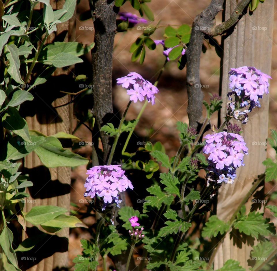 Flowers in the Desert Garden
