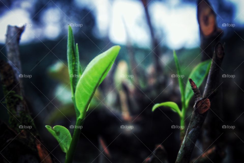 tea Leaf