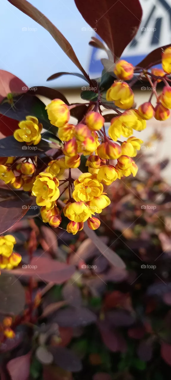 flowers