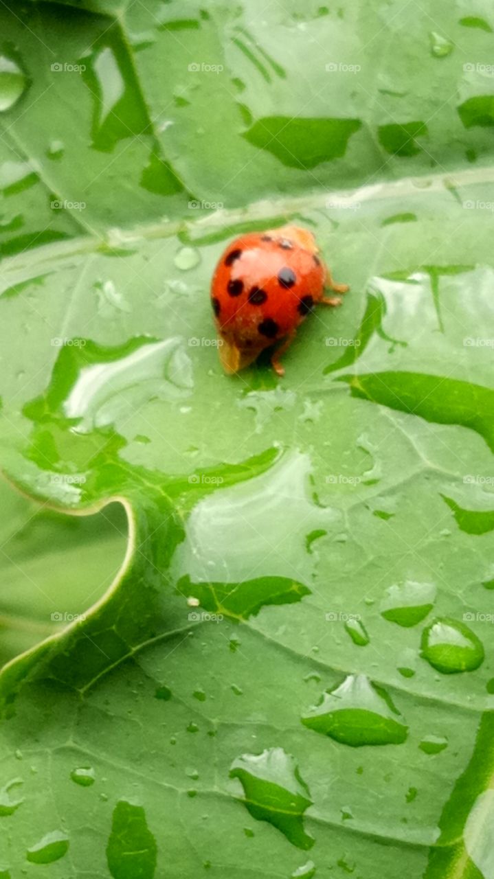 Ladybirds